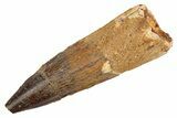 Fossil Spinosaurus Tooth - Real Dinosaur Tooth #305762-1